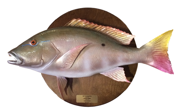 Click to zoom Mutton Snapper on Wood plaque