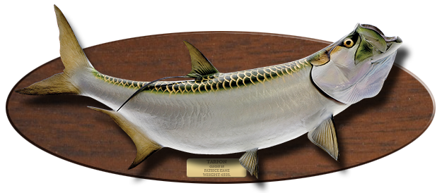 Click to zoom Tarpon Baitfish mount