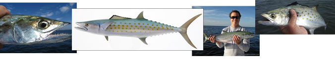 Spanish Mackerel