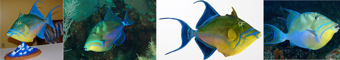 Fish of the Month