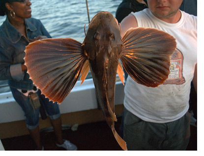 Fish of the Month