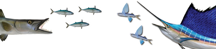 Baitfish Scene